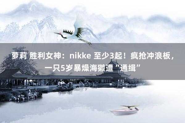 萝莉 胜利女神：nikke 至少3起！疯抢冲浪板，一只5岁暴燥海獭遭“通缉”