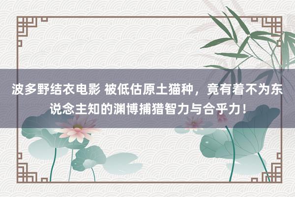 波多野结衣电影 被低估原土猫种，竟有着不为东说念主知的渊博捕猎智力与合乎力！